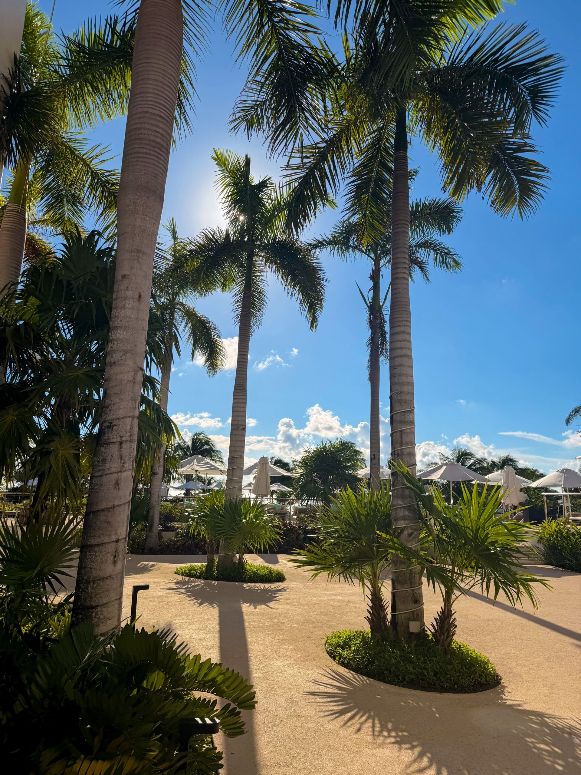 Palm trees lining tropical paths at Haven Riviera Cancun resort