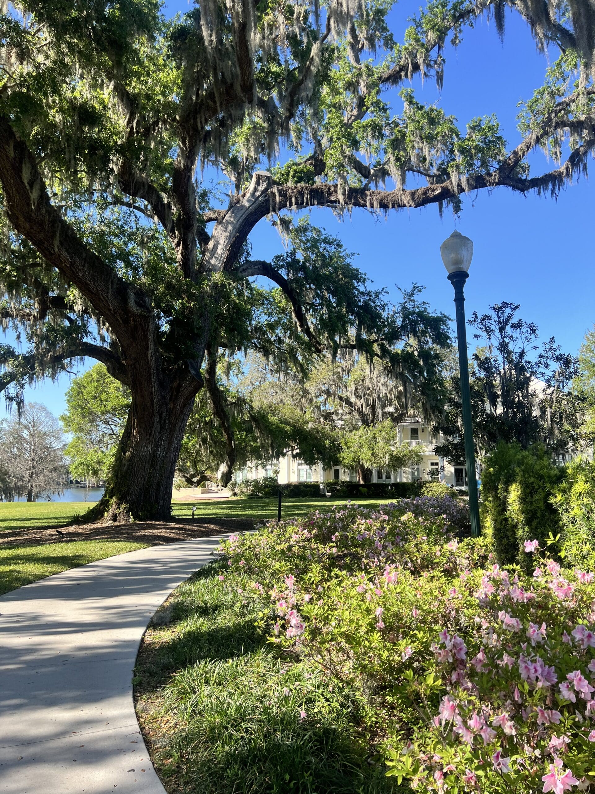 Iconic sprawling oak tree with Spanish moss along curved pathway at Harry P. Leu Gardens Orlando – timeless botanical backdrop for Wichita wedding photographer styled session