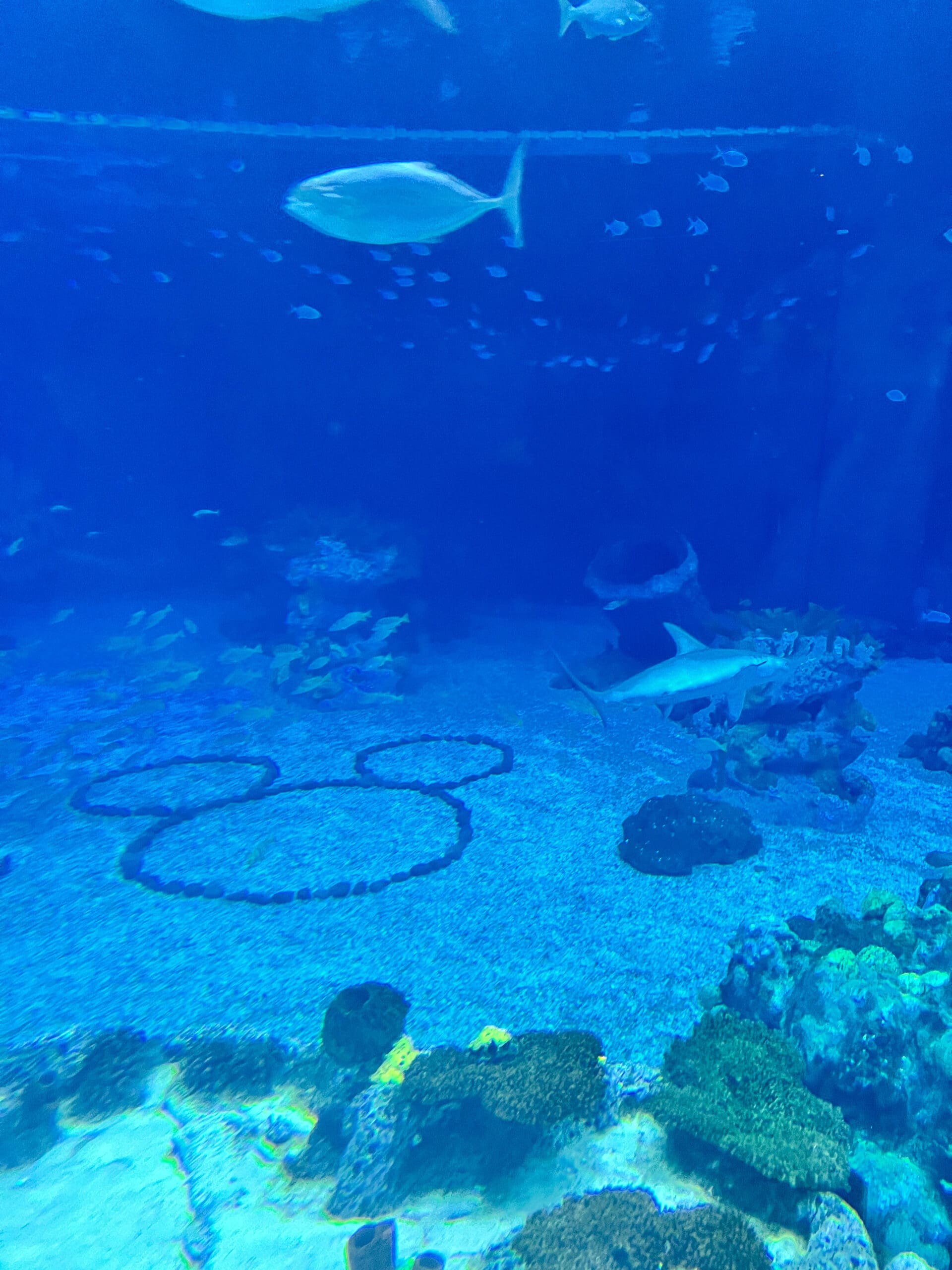 Sharks, fish, and colorful coral in The Seas with Nemo & Friends aquarium at Epcot Disney World – Mickey-shaped rock formation underwater detail captured in Orlando