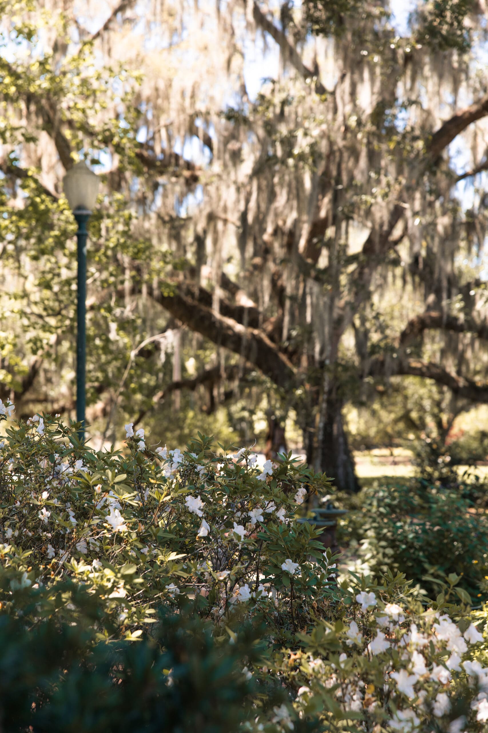 Majestic live oak trees covered in Spanish moss creating dreamy backdrops at Harry P. Leu Gardens Orlando – romantic setting for styled fashion session with Ave & Liv Kansas City boutique